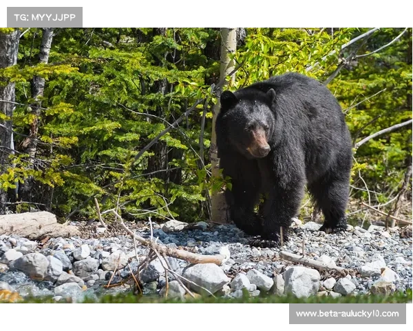 塔河森林赛狗熊穿越赛道突遇突发情况 组委会紧急调整赛事线路